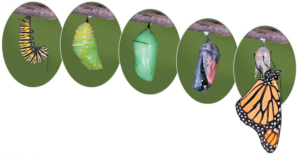 many insects undergo complete metamorphosis in which the larval and adult