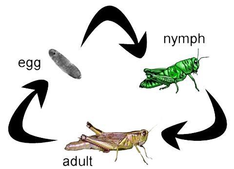 (c) Later stage pupa (d) Emerging adult (e) Adult others undergo