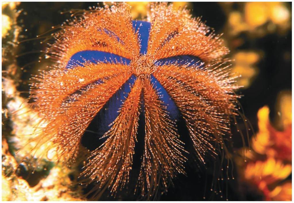 Echinodea Sea Urchins & Sand Dollars Sea urchins and sand dollars lack arms but