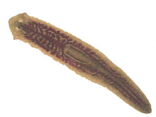 The Flatworms (Phylum Platyhelminthes) The flatworms have the following general characteristics: they are triploblastic acoelomates they have a proctostome a single opening to a gastrovascular cavity