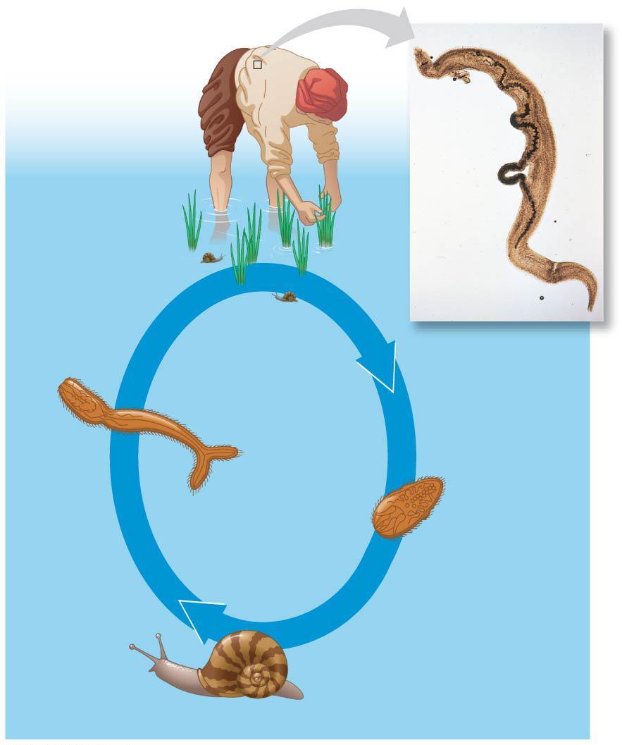 Trematodes (Flukes) All flukes are parasites with Human host Male complex life cycles involving 