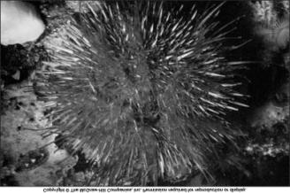 pedicellariae (3 jawed) Sea urchin,