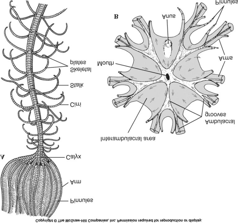 Crinoidea sea lilies/feather stars aboral attachment stalk of dermal ossicles no spines five branching arms with side branches (pinnules) no