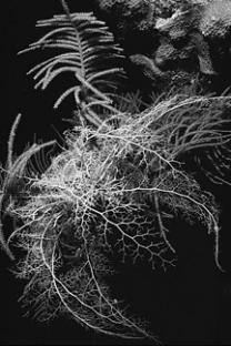 brittle star, Ophiura lutkeni tube feet without