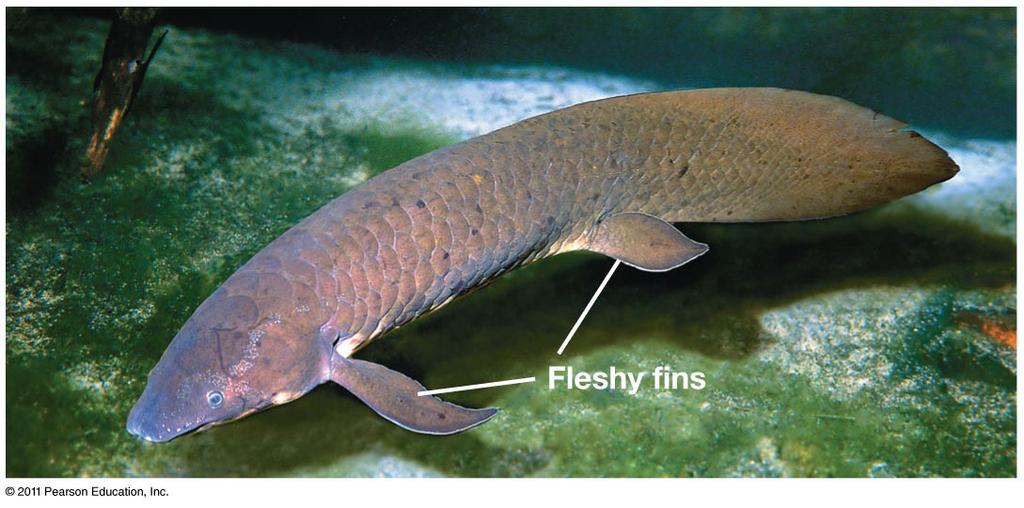 Vertebrate phylogenetics! Limbs developed 1 st! Lungfish!