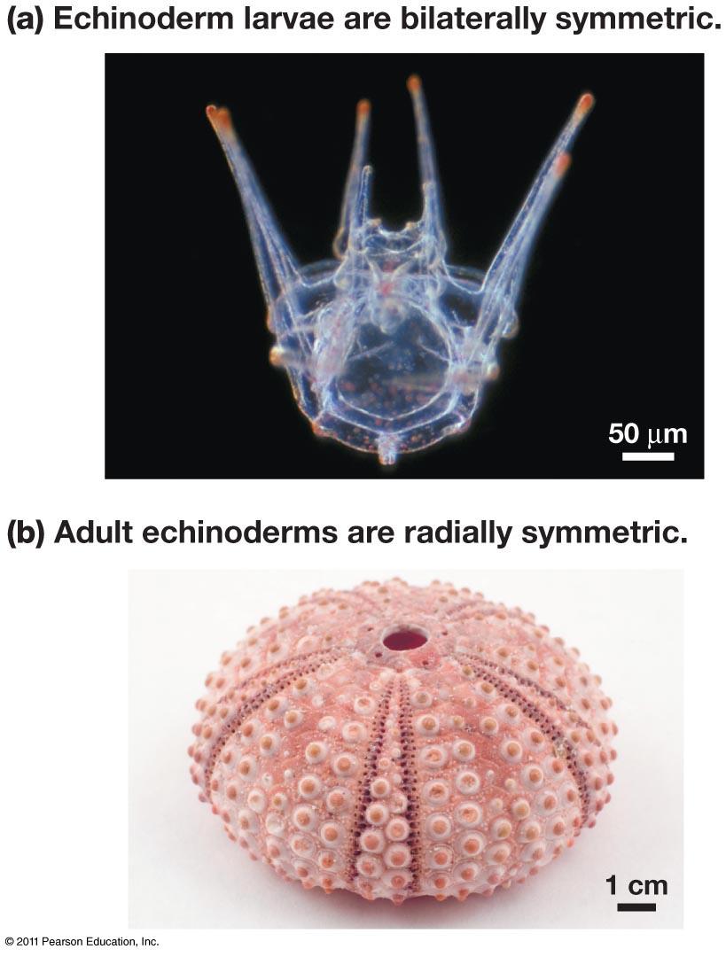 Echinodermata body plan! Body plan! Larvae are bilateral!