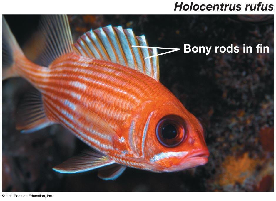 Vertebrata: Actinoterygii! Ray-finned fish! Characteristics!