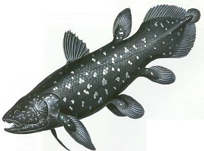 Coelacanths " Ocean! Link b/n fish and terapods!