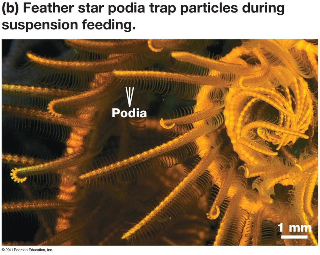 " Use podia to pry bivalves " Extrude their stomach