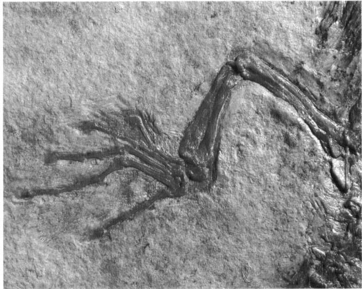 CRETACEOUS SCINCOMORPH FROM MkXICO 20 I Figure 5. Detail of the left hind limb of Tepexisaurus tepemy gem et sp. nov. (IGM 7466) as preserved.