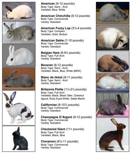 Rabbit Breeds Draw a line for the name of the breed and