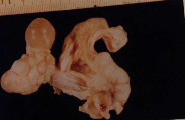 Fig. 6: Luteal cyst on the ovary of a camel Fig.