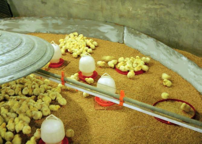 Chicks are grouped together under heaters or within the brooding area. Chick behavior when environmental conditions are too hot.