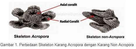 rice Agariciidae- flat lobe, corrugated Faviidae- crust, ocellated Fungiidae-