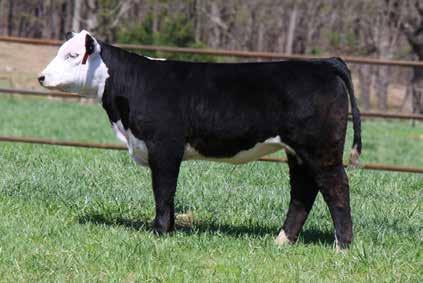 B: 2/7/2014 Reg: NR2526 Breed: F1 %: F1 Horn Status:Polled AUTREY OF WOODSTONE WOODSTONE AUTREY 0804 KAYLA MAID OF KNOBS VALLEY TH 122 71I VICTOR 719T JAB VICTORIA 200 C MS PURE GOLD 4121 GZF B411