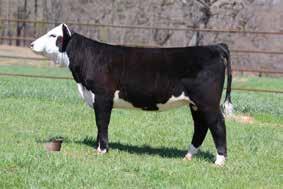 GZF B411 KADANCE E322 GZF Z17 KADANCE 8A D..O.B: 9/29/2017 Reg: HB012074 %: 93 Sire: FF 74-51 HOMETOWN B411 3.1 48 93 28 52 Z17-Big time opportunity here!