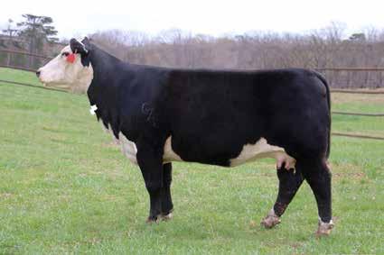 Purple Circle! This one has the power and design to hit the donor pen. These hero daughters are the keeping kind!! GZF B411 ANNIE E374 8 D..O.