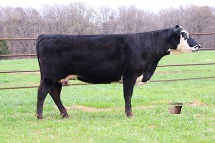 5% Sire: FF 74-51 HOMETOWN B411 3.9 53 91 28 54 A3 - Looking for that black to the ground female? This motley face, super long bodied, good udder cow is a producer. You will love what she can do.