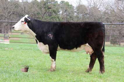 9 57 82 33 62 A54 - Super long bodied beautifully designed female that is sired by Conneally Final Product. We love our Final Product half bloods.