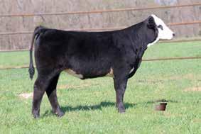 Sells AI d to NJW 98S R117 RIBEYE 88X ET 12/12/2017 Exposed to FF 74-51 Hometown B411 E334 - A 75% Hero daughter that yet again doesn t disappoint.