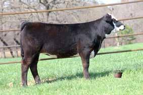 Her pedigree has done a lot in the Hereford breed for the Colyer and Star Lake programs. She sells AI d to Coleman Charlo 0256 and exposed to Cox 2002B Denver 5022.