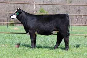 His daughters going into production are not disappointing either. SO combining COWBOY UP and NOTICE ME, This one will make a cow. Look at her EPD spread.