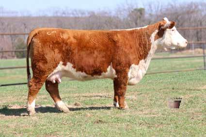 B: 11/6/2011 Reg: 43271668 Breed: Hereford Horn Status: Horned STAR BRIGHT FUTURE 533P ET STAR TCF SHOCK & AWE 158W ET MSU APOLLONIA 10M C -S PURE GOLD 98170 C