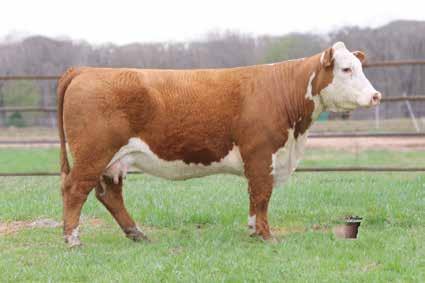 49 0.07 A08- Straight Line 1 bred female. This big bodied female is as sound as a cat and has a big hip and hind leg.