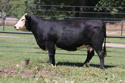 E312 - HA Cowboy Up daughter that again has a tremendous EPD spread. She is a very neat made female that combines a pedigree of cow makers. Study this female close as she should rise to the top.