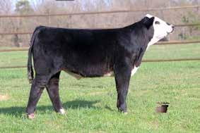 This black to the ground Herd Sire Prospect will add body and dimension to your cows and give his daughters beautifully designed udders. GZF 301 JO 
