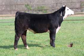 AI d to Time Well Spent and exposed to C Miles 4235 E315 - He is the super calving ease herd bull prospect. Smooth Shouldered and moderate in his frame. He will be the rest easy sire on your heifers.