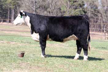 won't disappoint you. Check out her EPD spread and she has the power and substance to back it up. She sells bred to GZF OnBoard C252. 3.