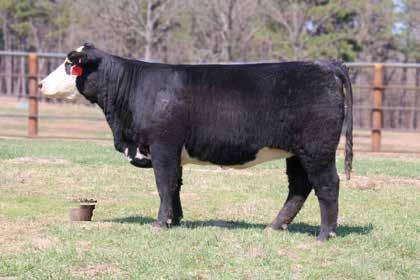 8 43 87 22 A Kroning bred female that is black to the ground and will make an exceptional cow. These type of females raise the goods. She has the body and mass to make that front pasture cow.