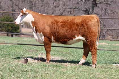 ADVANCE 3176 2.5 48 74 17 41 0.43 0.14 An 88X bred female that is sure to rise to the top when she hits production.