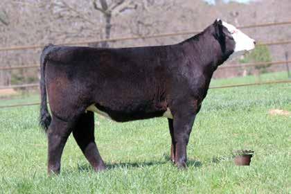 Sired by BR Copper 120Y and out of a SAV Bismark daughter. This heifer is bred maternally to make a tremendous cow. Study the bone structure and power not to mention being great haired also.