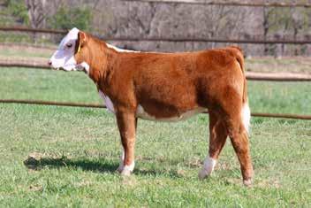 AL PROMISE 7196 ET D..O.B: 10/14/2017 Reg: P43897389 Breed: Hereford Horn Status:Polled A Sensation 028X daughter out of an Outcross 18u daughter.