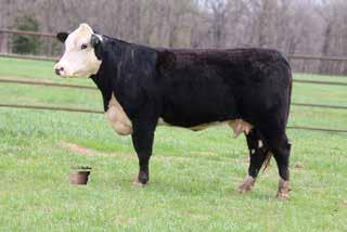 She sells with a heifer calf sired by R Leader 6964. She is as choke fronted as you can make one. Really nice pair to evaluate. 3.4 47 76 21 45 J BAR B MON