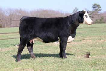 She sells with a March 03, 2018 heifer calved sired by Churchill Toro 507C that is an elegant calf.
