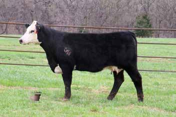 BREEZE B929 ET EXAR UPSHOT 0562B GZF A14 PRODUCTIVE BEAUTY KB MADAME EX 34P D.O.B: 11/30/2015 Reg: NR3081 Sex:Cow Breed:F1 %:F1 Horn Status:Homo Polled Paternal sister the the 2017 National Champion F1 female.