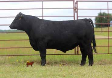 Top 4% YW, Top 5% $F, top 10% REA, $W, $B. She sells safe in calf to 3F Epic! What a mating!! PC Amelia s Insight E355 D..O.B: 01/12/2017 Reg: 19002935 Sex:Bull Breed:Angus Horn Status: 57 2.