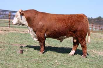 61 98 23 53 A Homo Black bull that ranks in the top 2% for WW and 3% for YW. Sound made built for longevity. He'll produce those black motts and baldies that are highly sought after.