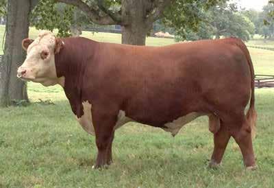 Hereford CRR ABOUT TIME 743 Horn Status: IKLD RW LADY ROLEX D19 Polled RW MC KRISSIE 3078 8120