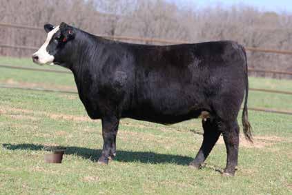 865 4 2.5 38 73 22 41 A definite feature bred heifer. A paternal sib to GZF OnBoard. s of power, style, and EYE APPEAL HERE. She will move right up into the donor pen once in production.