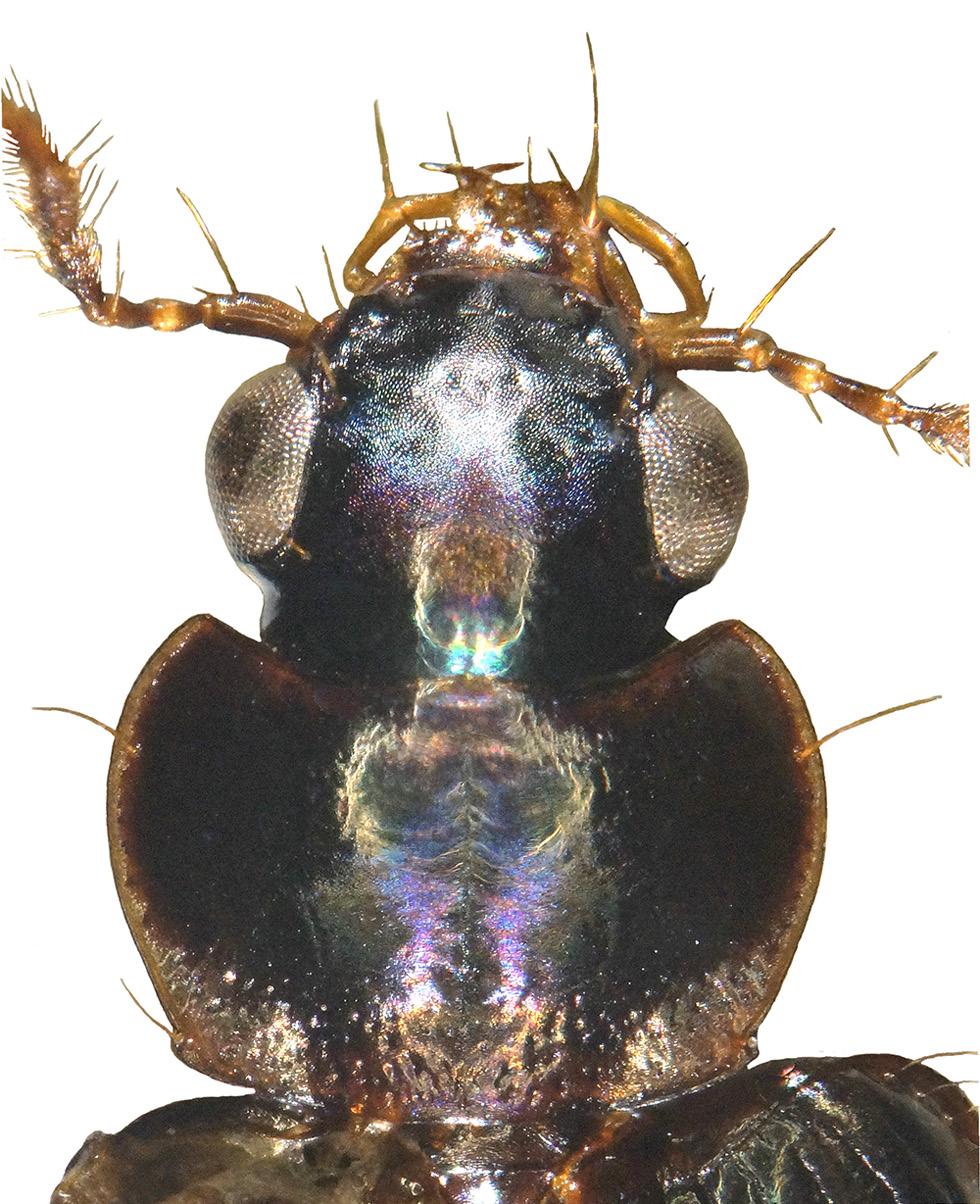 Baehr & Reid: Carabidae of Timore Leste 431 traces of microreticulation recognizable at very high magnification, composed of finest transverse lines.