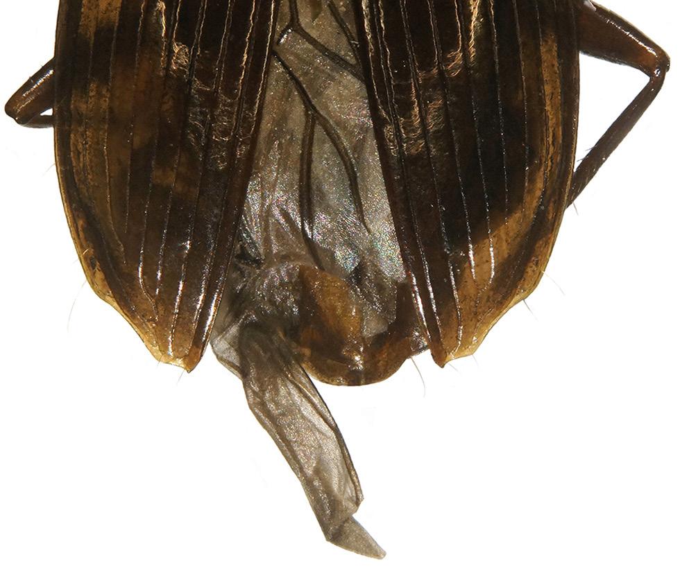 Baehr & Reid: Carabidae of Timore Leste 435 Pronotum (Fig. 6). Comparably narrow, widest at or slightly in front of middle, dorsal surface gently convex. Base rather wide, wider than apex.
