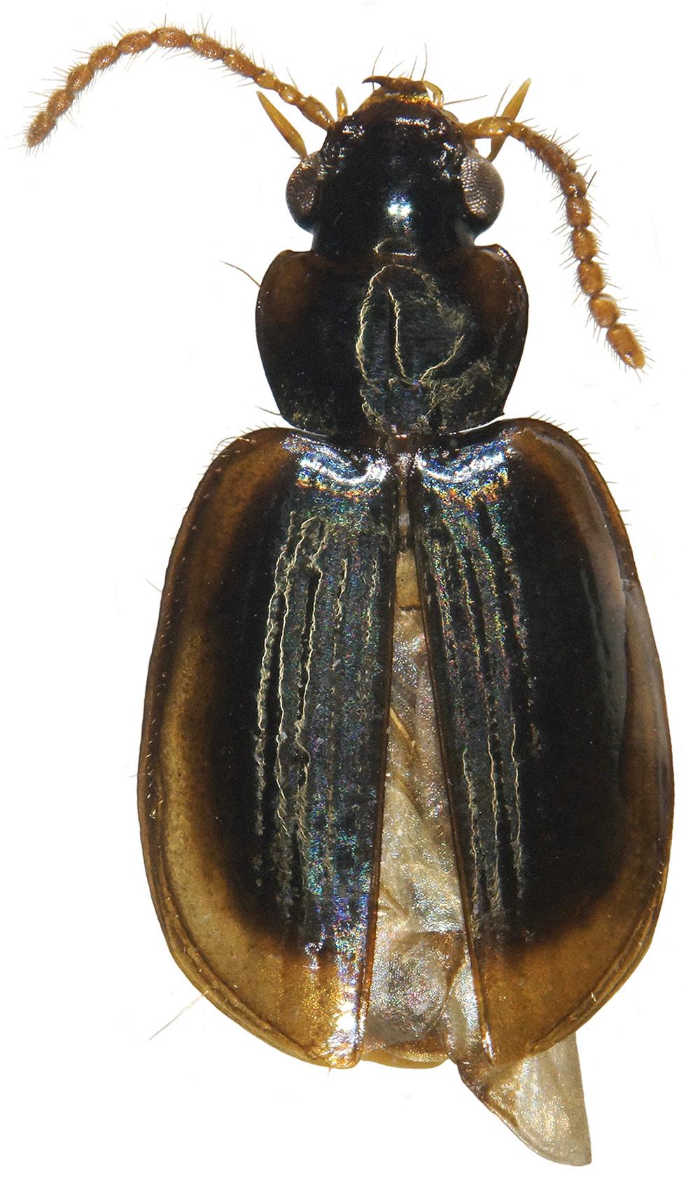 Baehr & Reid: Carabidae of Timore Leste 437 Figure 8. Perigona timorensis sp. nov. (body length 3.7 mm). middle of base not margined, lateral parts of base faintly margined.