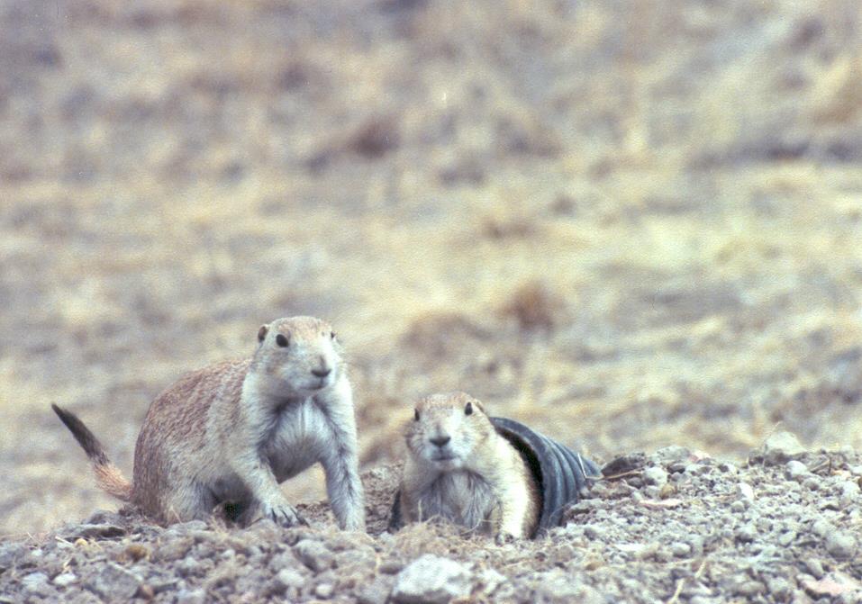 Figure 8a. Prairie dogs at artificial burrow entrance post-release in man-made colony at the Antelope Mine in northeast Wyoming. Figure 8b.