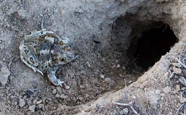 NATURAL HISTORY NOTE Occurance of a Western Spadefoot Toad in the burrow system of the Giant Kangaroo Rat, San Luis Obispo County, California Monica J. Hememez 1, Howard O. Clark, Jr. 2, and Robert K.