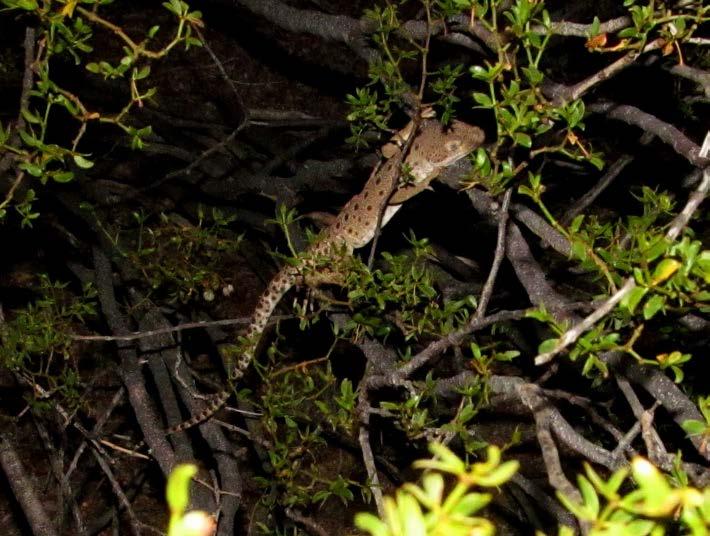 Figure 2. One of the highlights of 2012 was finding this Long-nosed Leopard Lizard (Gambelia wislizenii) sleeping ~12 inches (300 mm) above ground in a creosote. Image by author, 30 June 2012.
