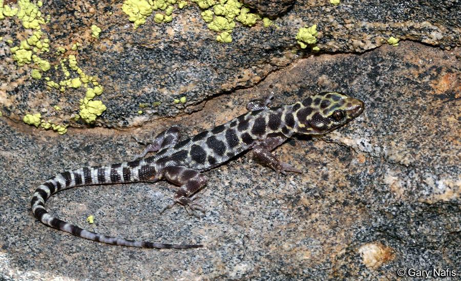 SHORT ARTICLE Reproduction in the Granite Night Lizard, Xantusia henshawi (Squamata: Xantusiidae), from Southern California Stephen R.